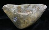 Free-Standing Polished Fossil Coral Display #25733-4